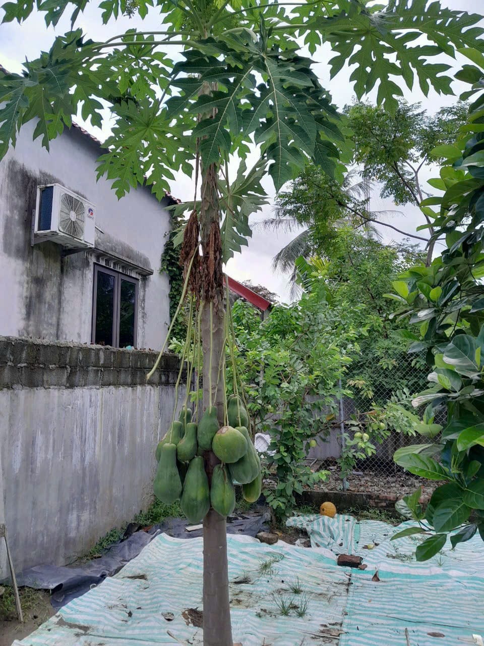 CHÍNH CHỦ CẦN BÁN LÔ ĐẤT TẠI TRUNG TÂM THỊ TRẤN TIÊN LÃNG - TIÊN LÃNG - HP