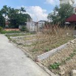 Ảnh 1 của 1 lô F0 duy nhất chỉ hơn 300tr
